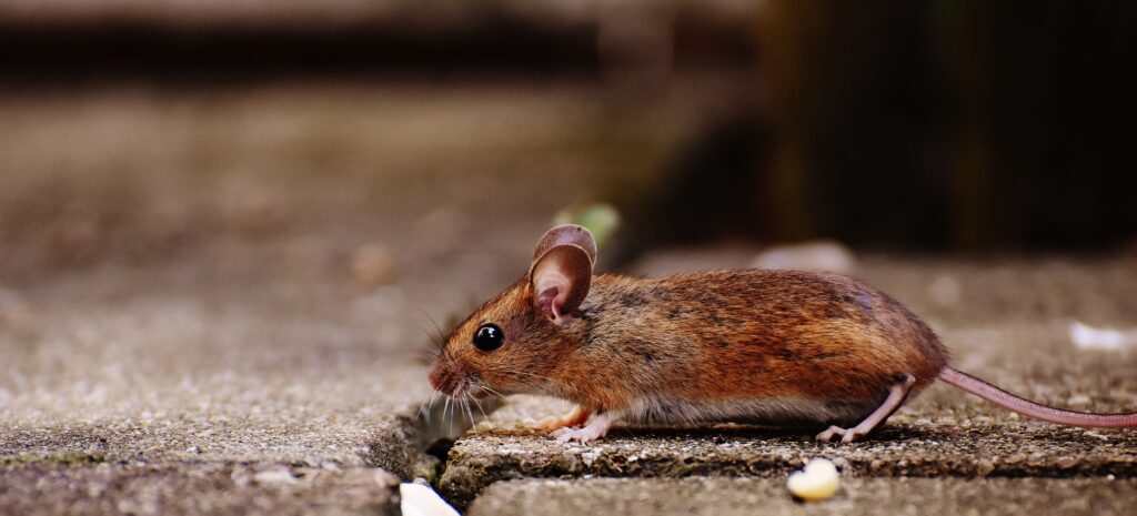 Florida's Wildlife - Mouse