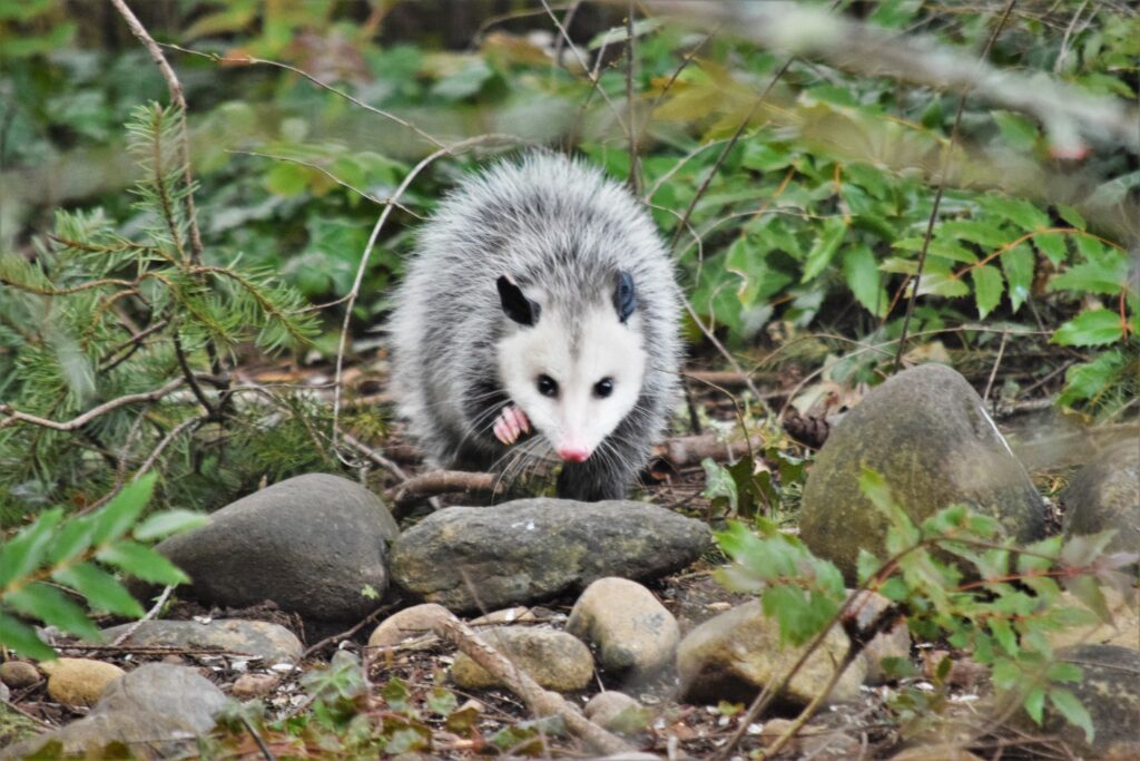 Florida's Wildlife - Opossum