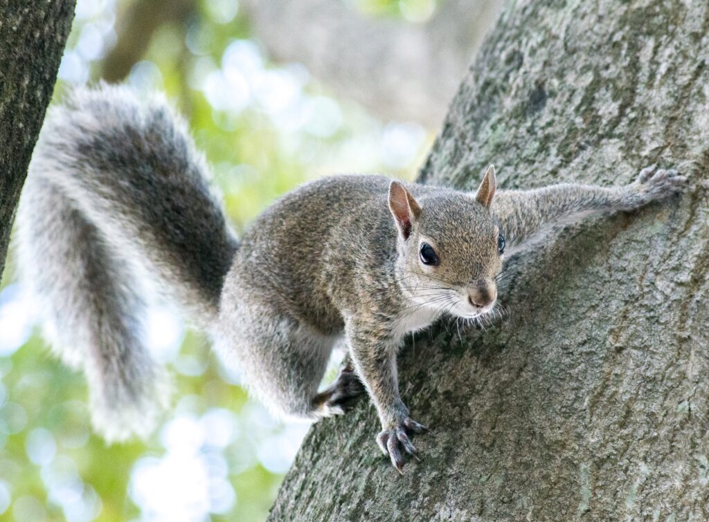 Florida's Wildlife - Squirrel