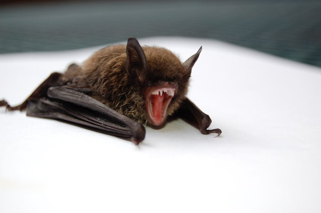 Florida's Wildlife - Bat