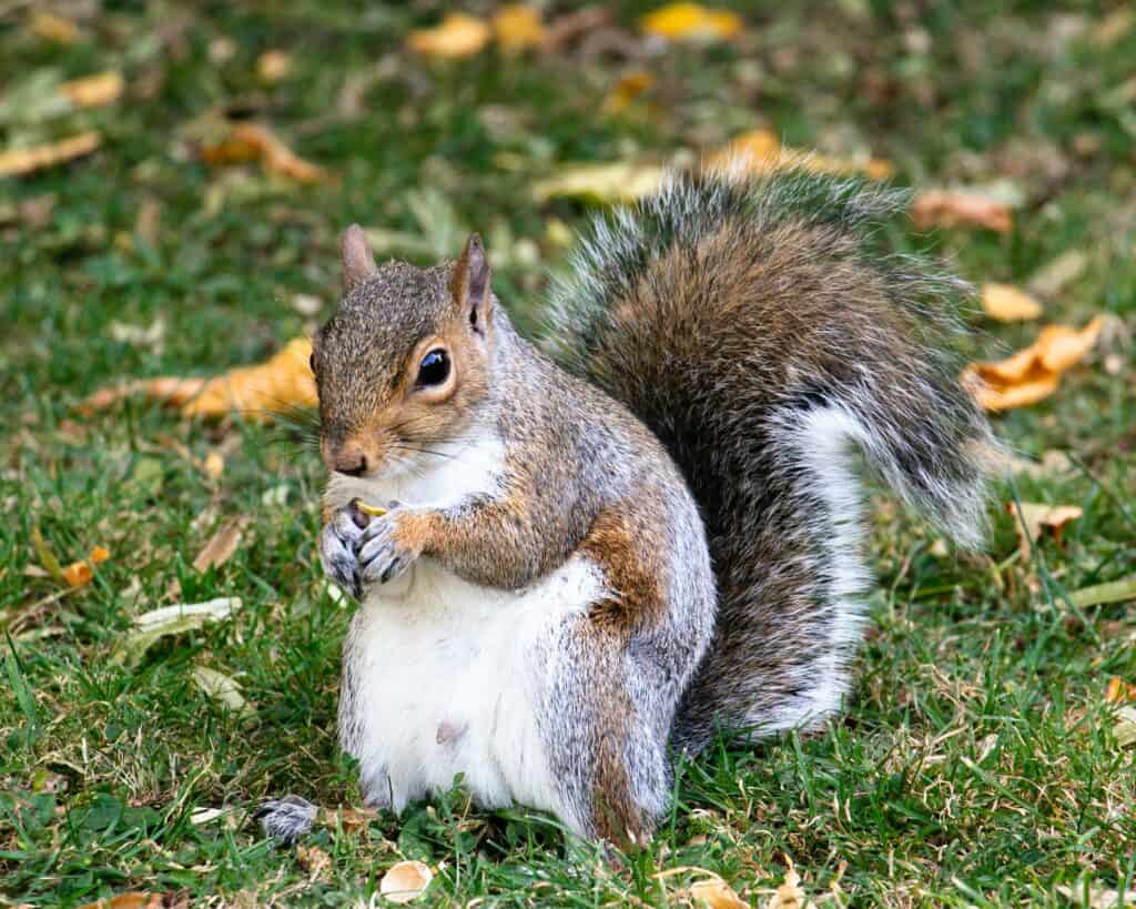 squirrel removal in hernando county