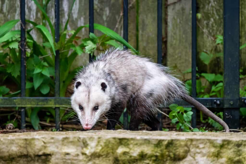 opossum removal and control