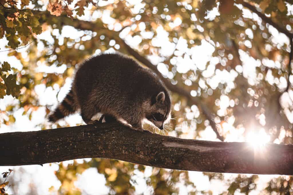 Florida Raccoon