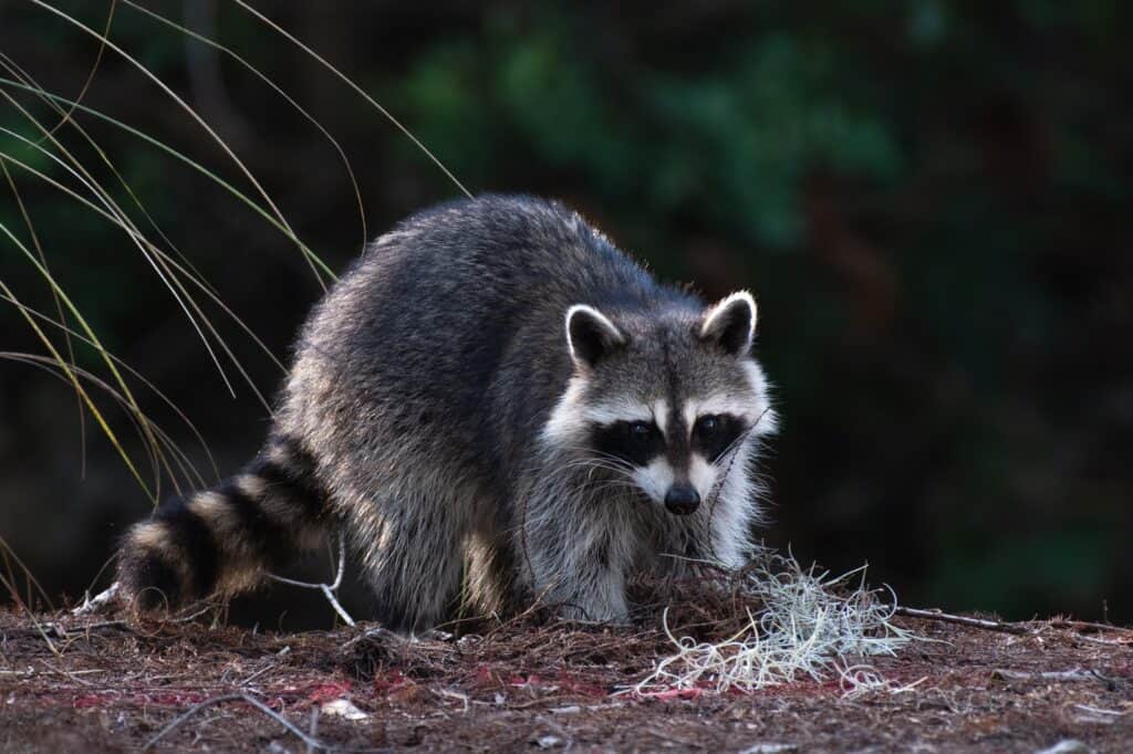 raccoon removal ad control