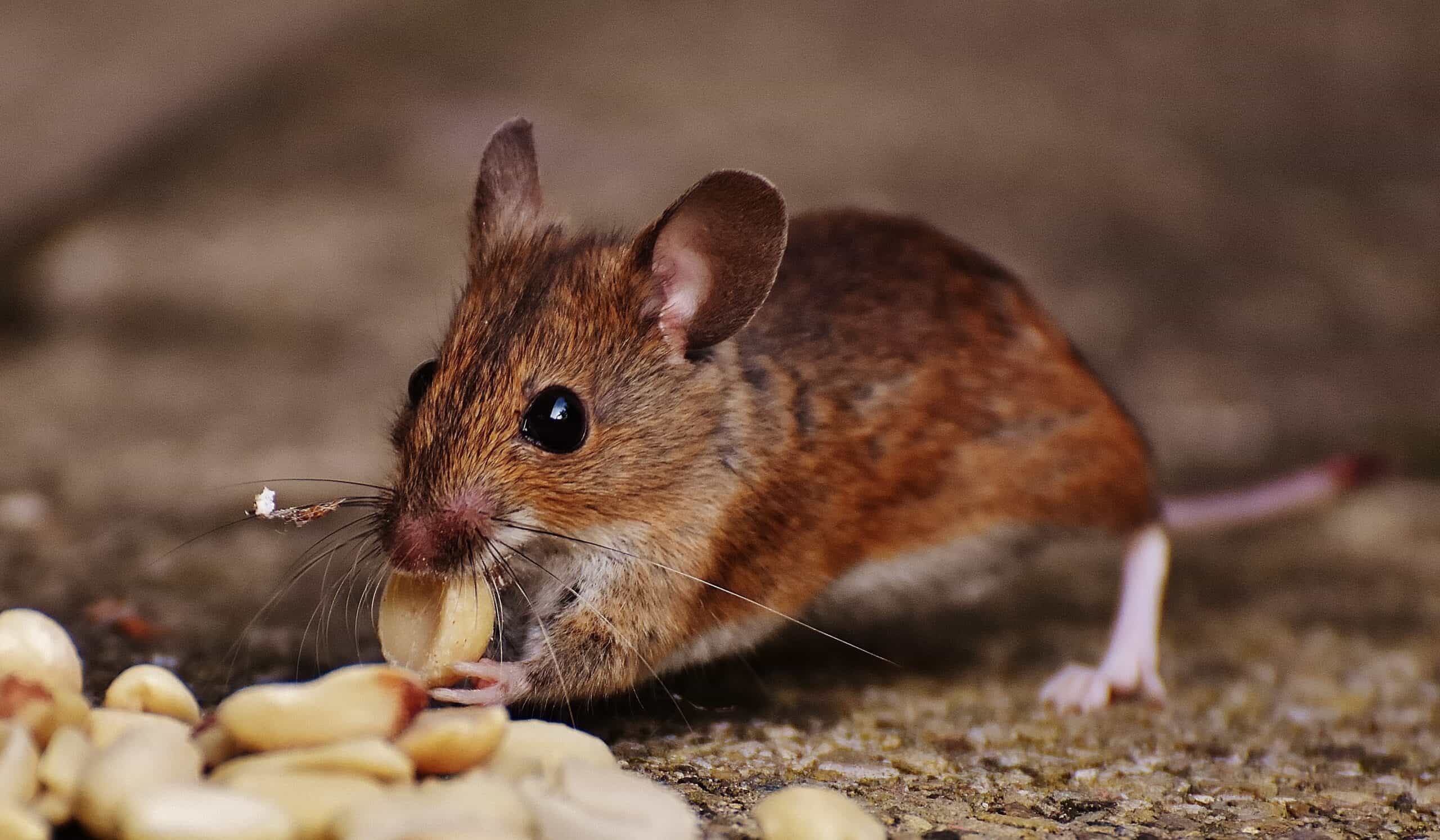 mouse removal in hernando county