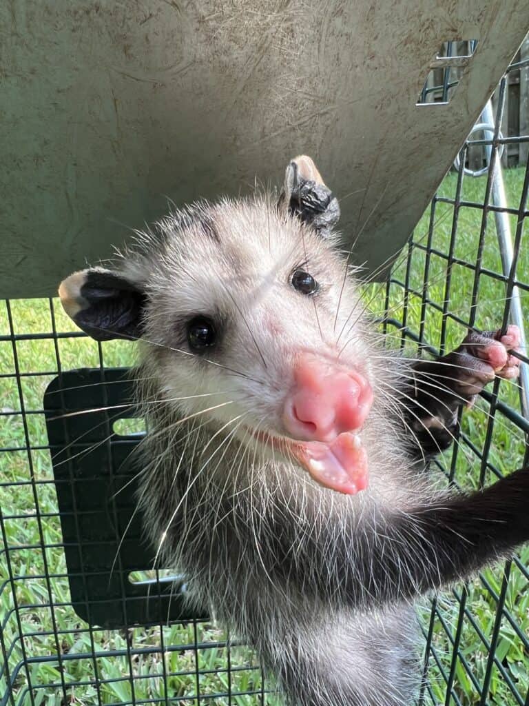 All About Opossum Removal in Hernando County