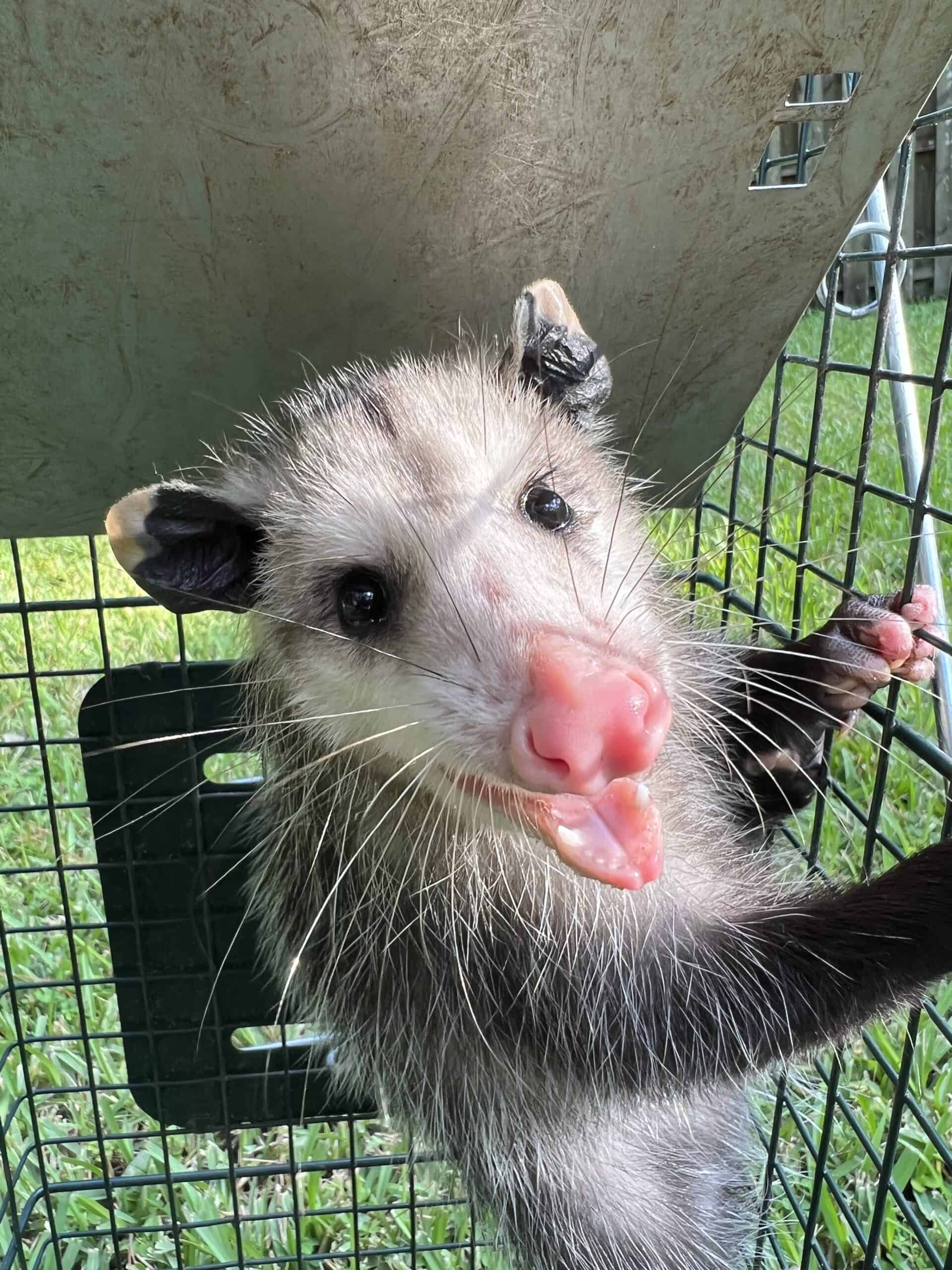 opossum removal in hernando county