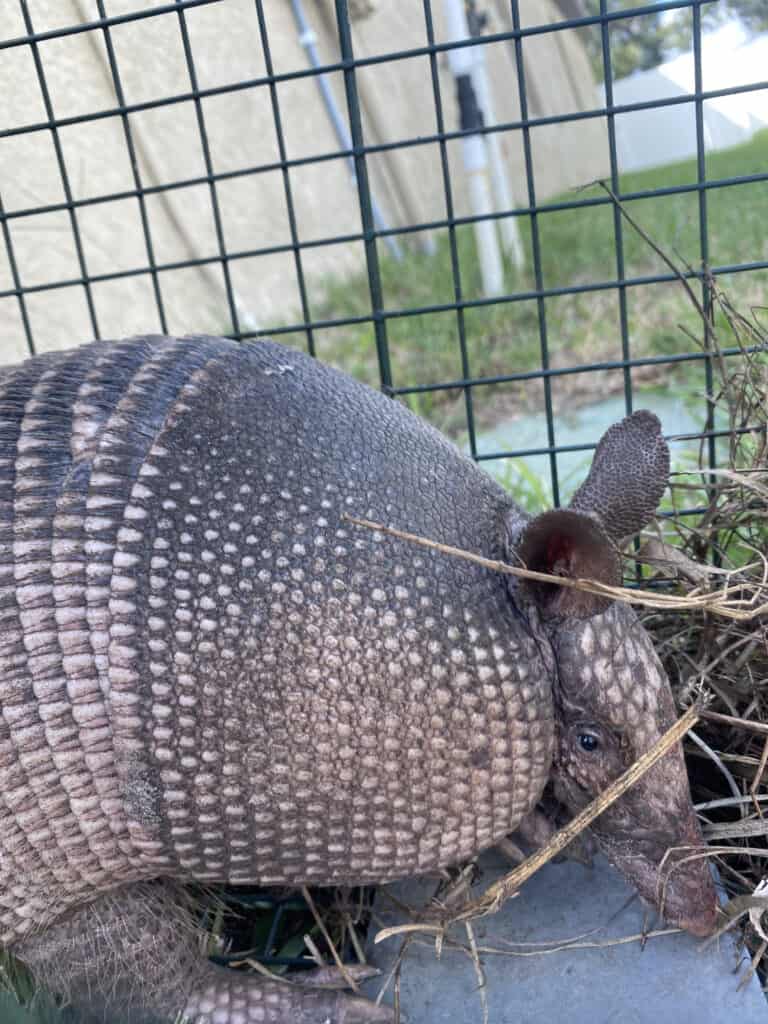 armadillo trapping