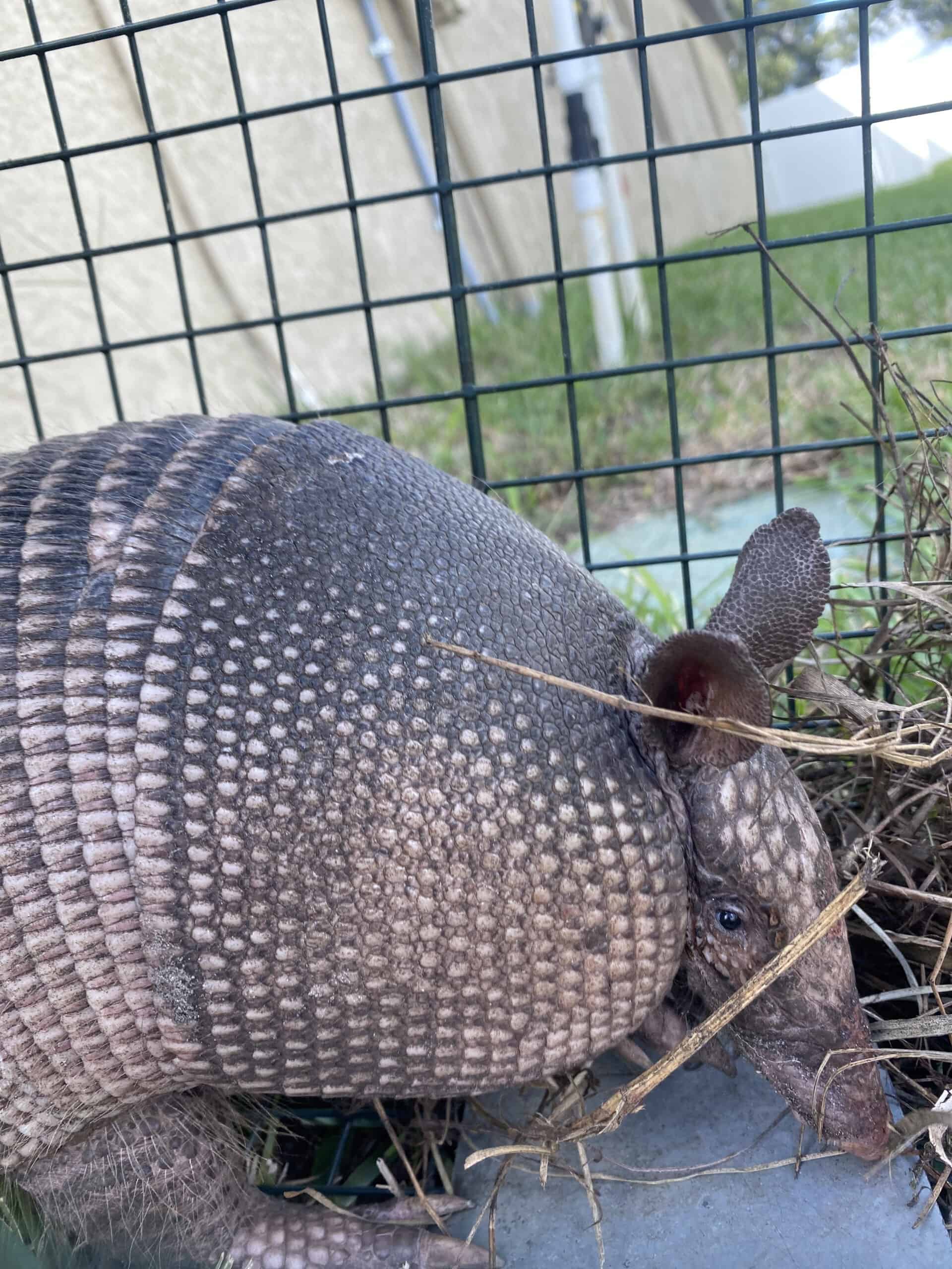 armadillo removed from under mobile home in citrus county
