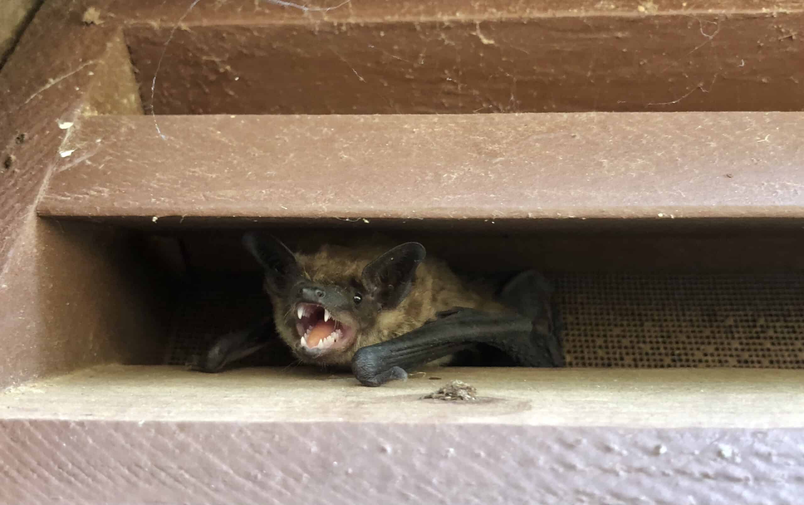 bat removal in hernando county