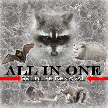 all in one wildlife removal