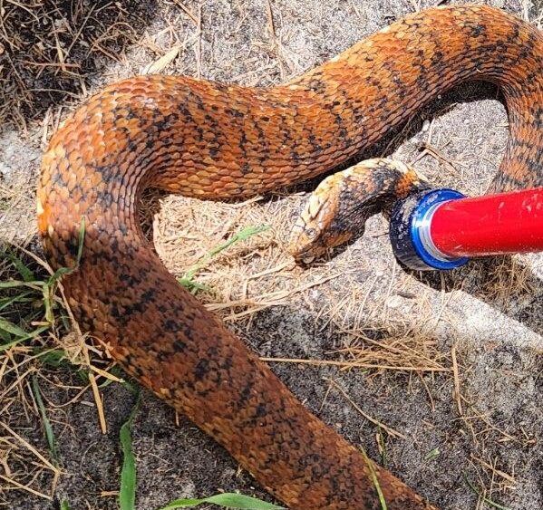 water snake near a coastal Pinellas County Florida property