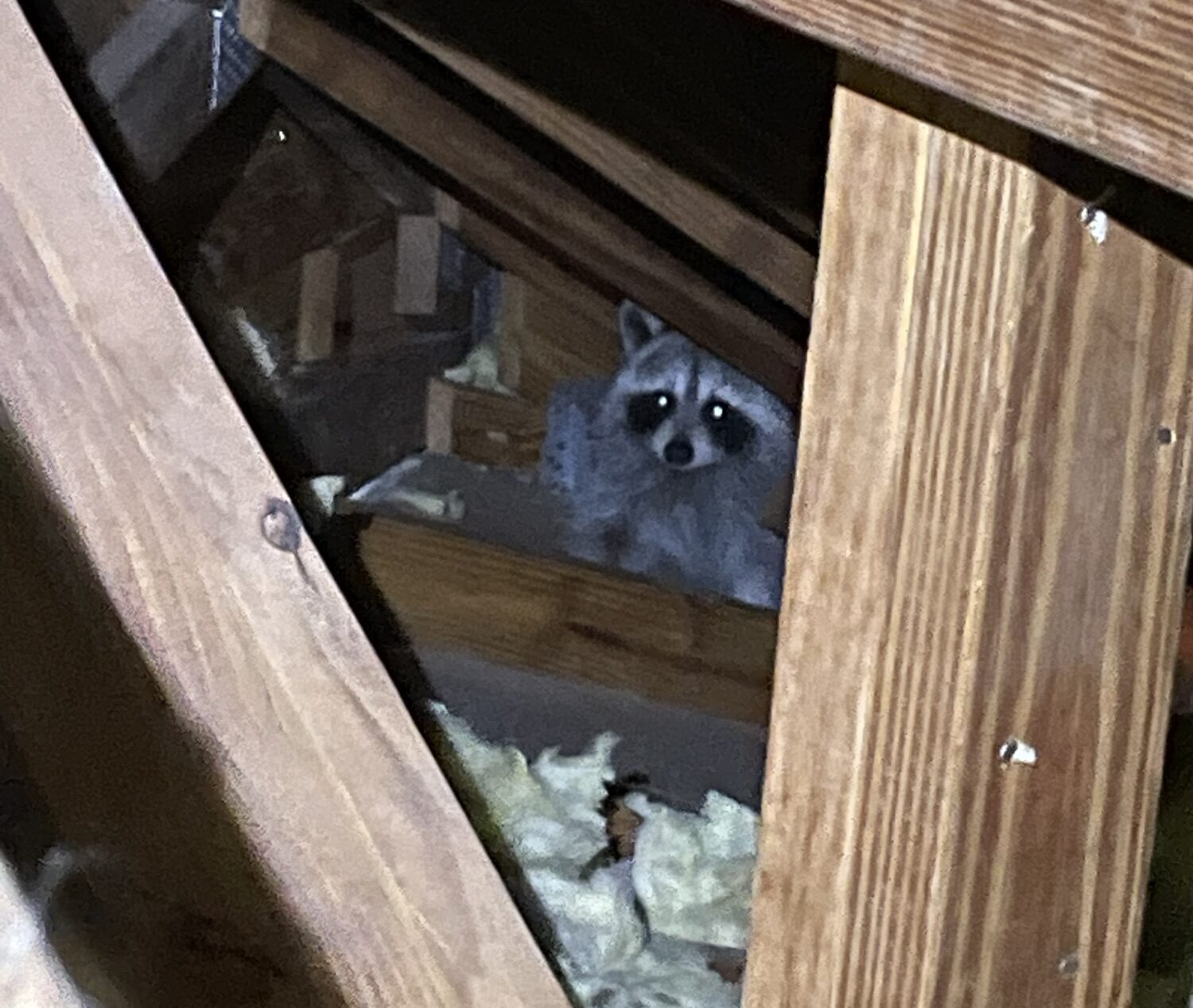 Homosassa Springs Raccoon Removal