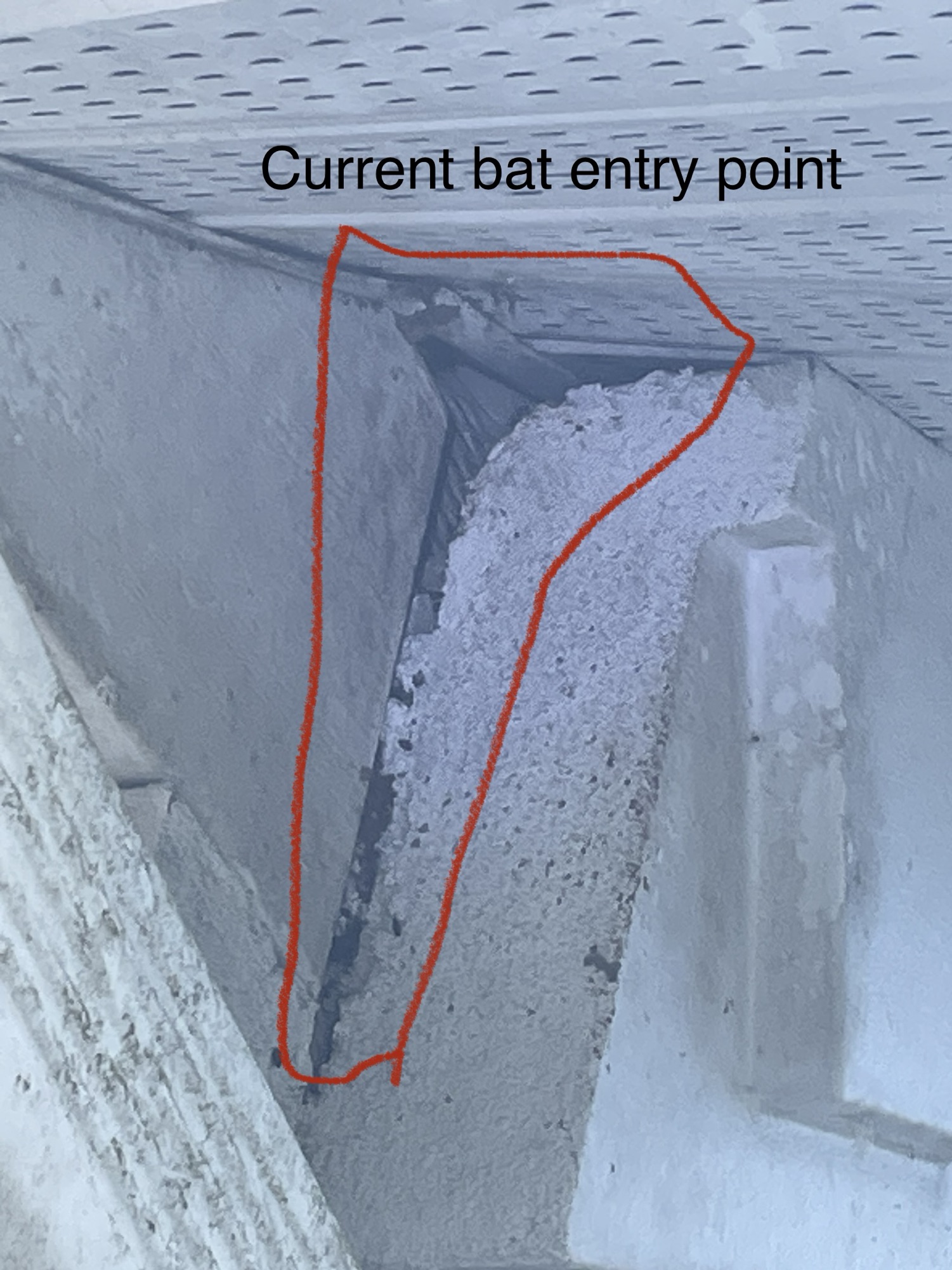 Bat entry opening near vent roof edge on a Pinellas County Florida home