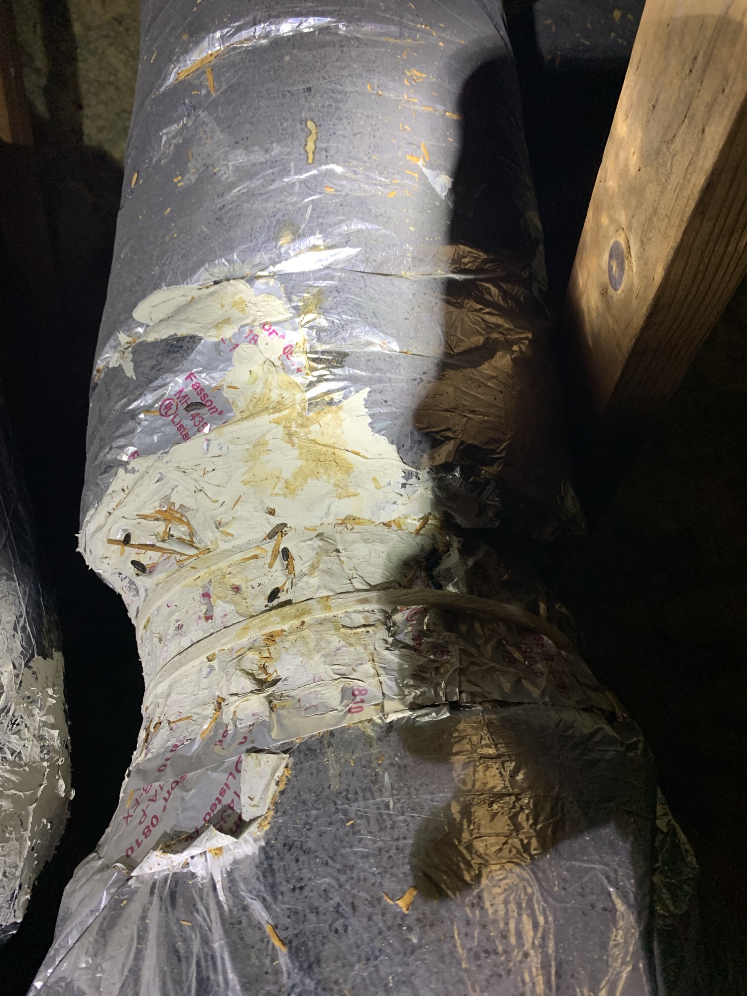 Rat droppings and wildlife activity in attic insulation in Hillsborough County Florida