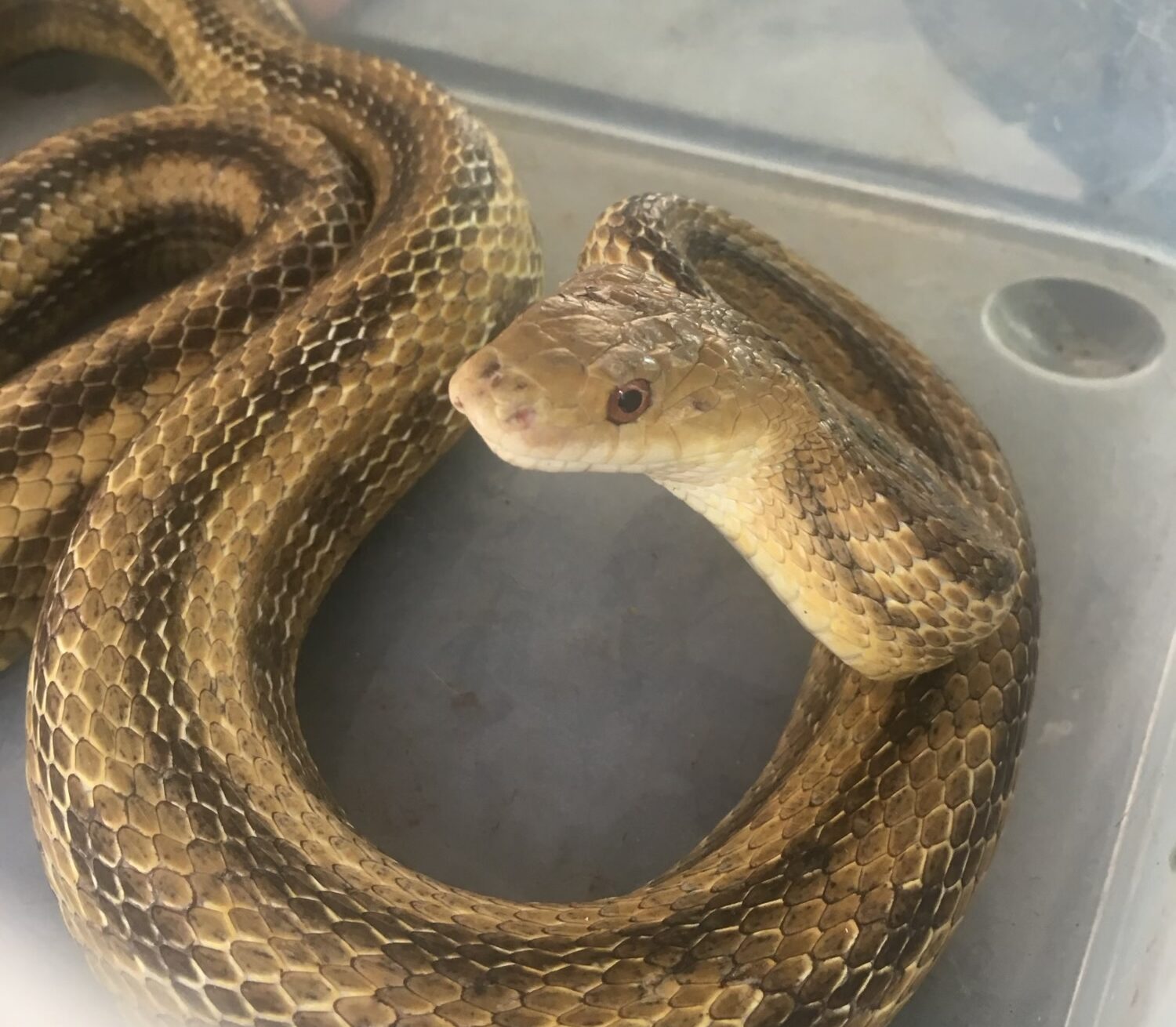 large corn snake removed from under a mobile home in Citrus County