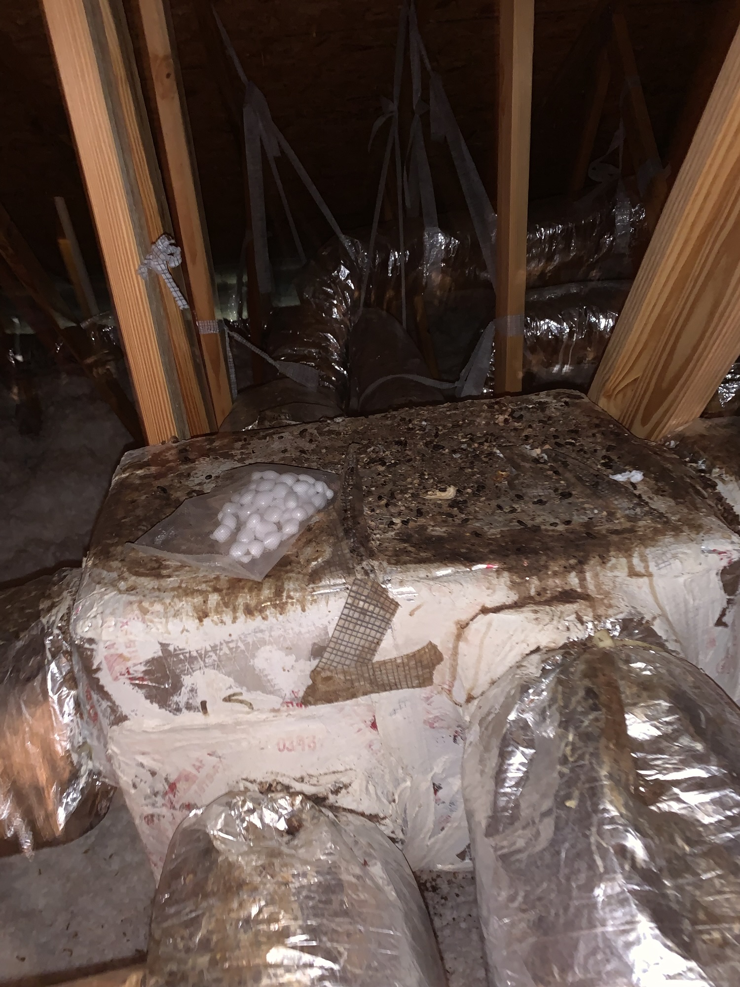 rat droppings and urine all over a duct work found in a pasco county attic
