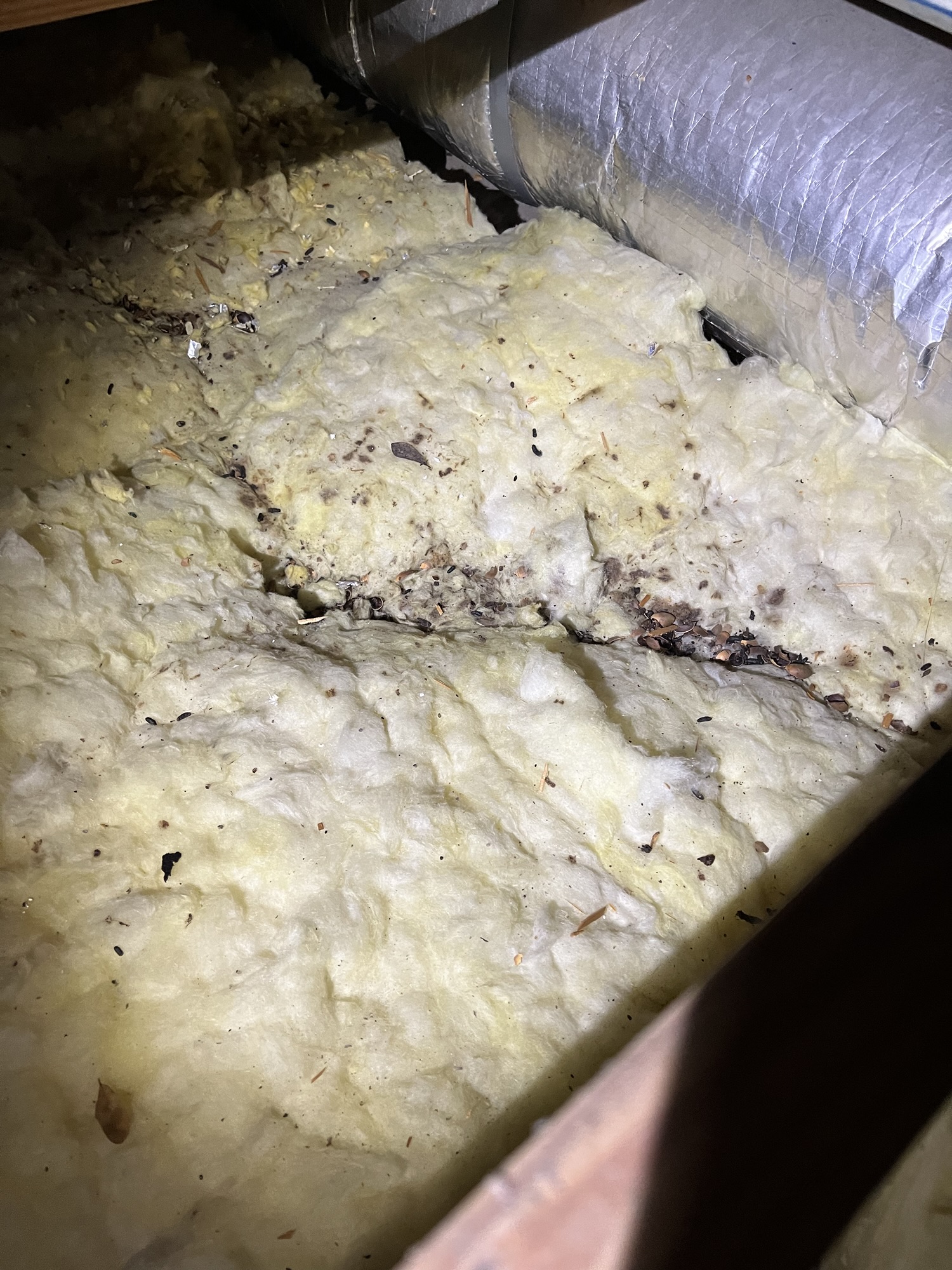 Contaminated insulation in attic in Inverness
