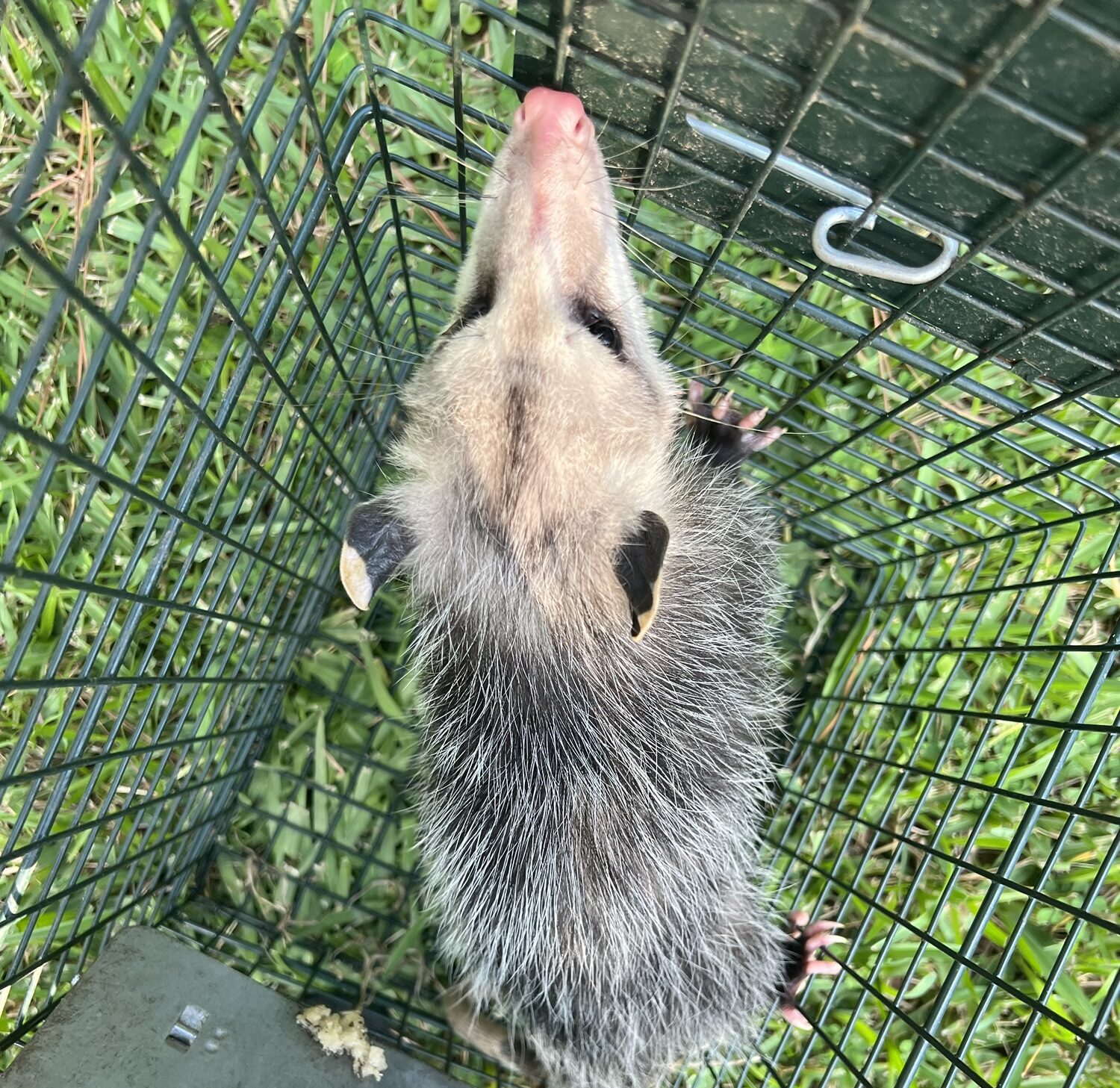 Homosassa Springs Opossum Removal