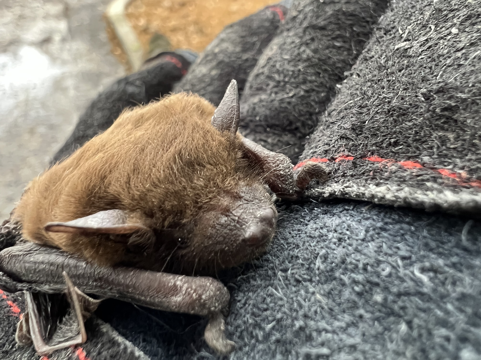 Homosassa Springs Bat Removal