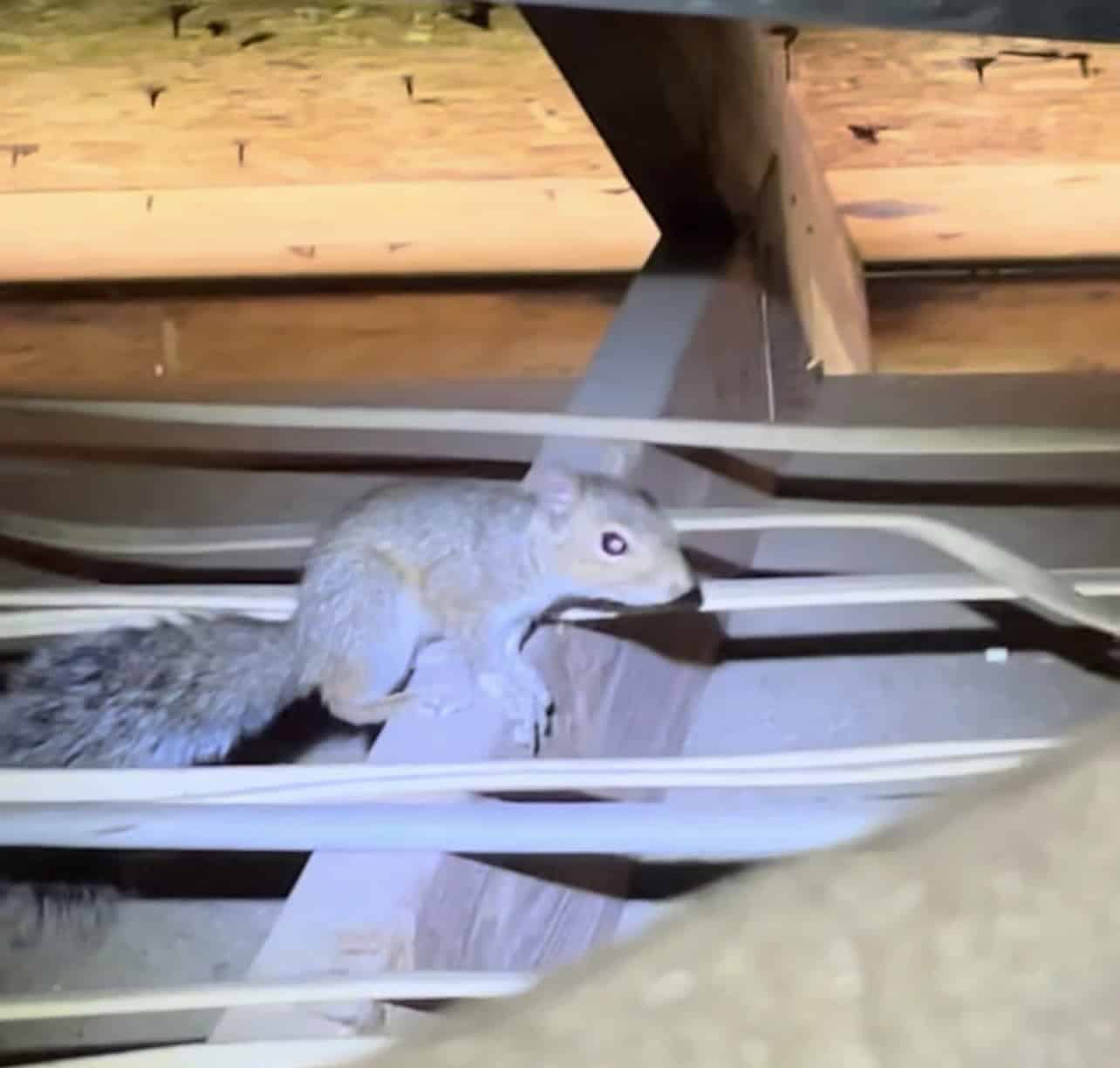 Homosassa Springs Squirrel Removal