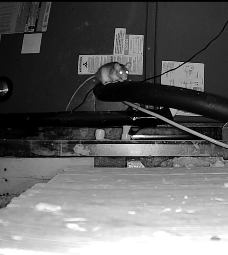 Homosassa Springs Rat Removal