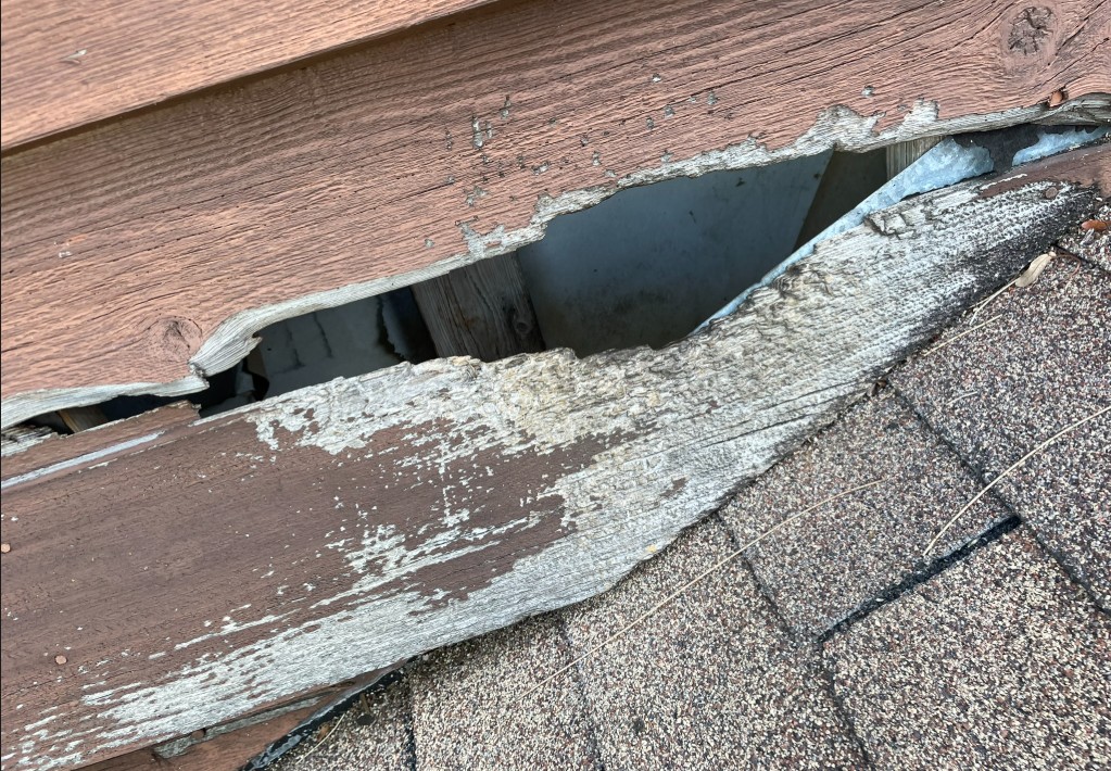 raccoon ripped through rotted fascia board to gain access to pasco county home