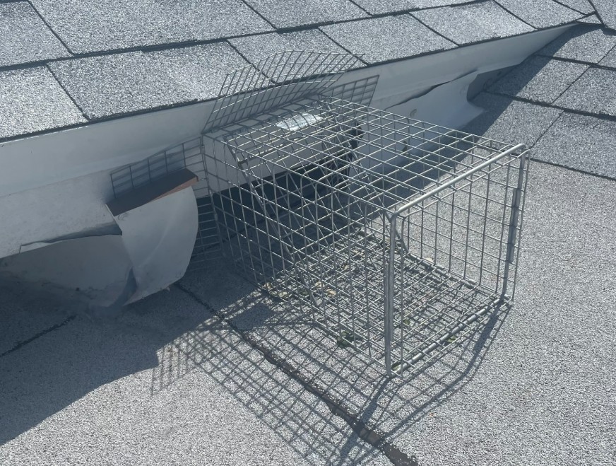 raccoon one way door installed to evict raccoon from commercial building in pasco county 